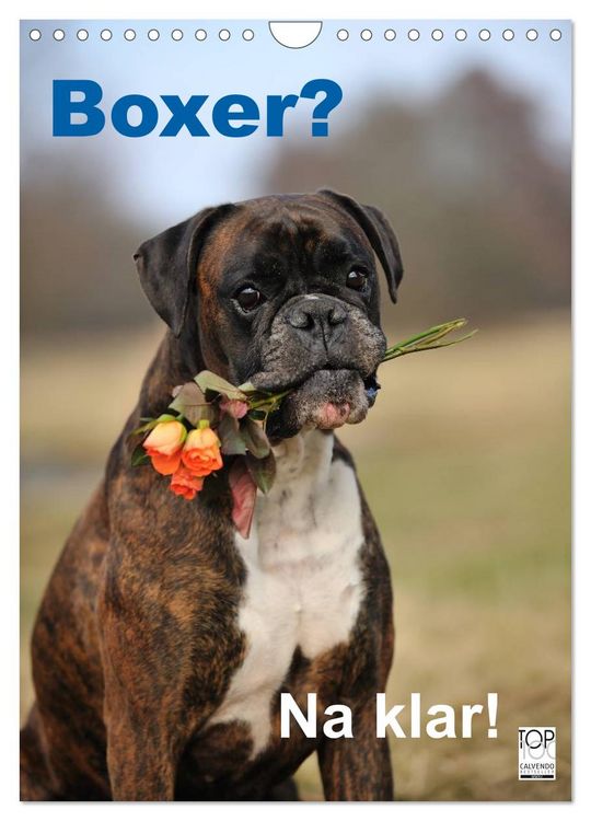 Produktbild: Boxer? Na klar! (Wandkalender 2026 DIN A4 hoch), CALVENDO Monatskalender