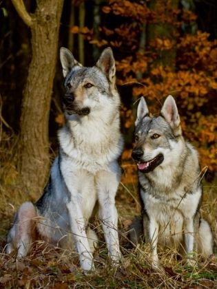 Produktbild: CALVENDO Puzzle Ein Motiv aus dem Kalender Faszination Wolfhund | 1000 Teile Lege-Gr&ouml;&szlig;e 64x48cm Foto-Puzzle f&uuml;r gl&uuml;ckliche Stunden