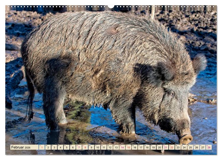 Produktbild: Unverwechselbar - Wildschwein (hochwertiger Premium Wandkalender 2026 DIN A2 quer), Kunstdruck in Hochglanz