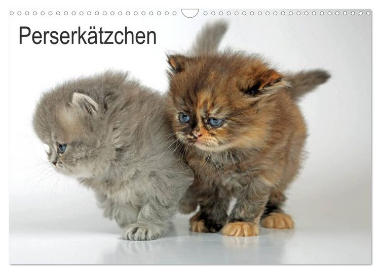 Produktbild: Perserk&auml;tzchen / CH-Version (Wandkalender 2026 DIN A3 quer), CALVENDO Monatskalender
