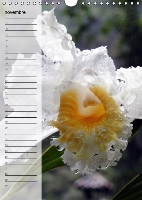 Produktbild: Blank, R: Fleurs tropicales / calendrier anniversaire (Calen