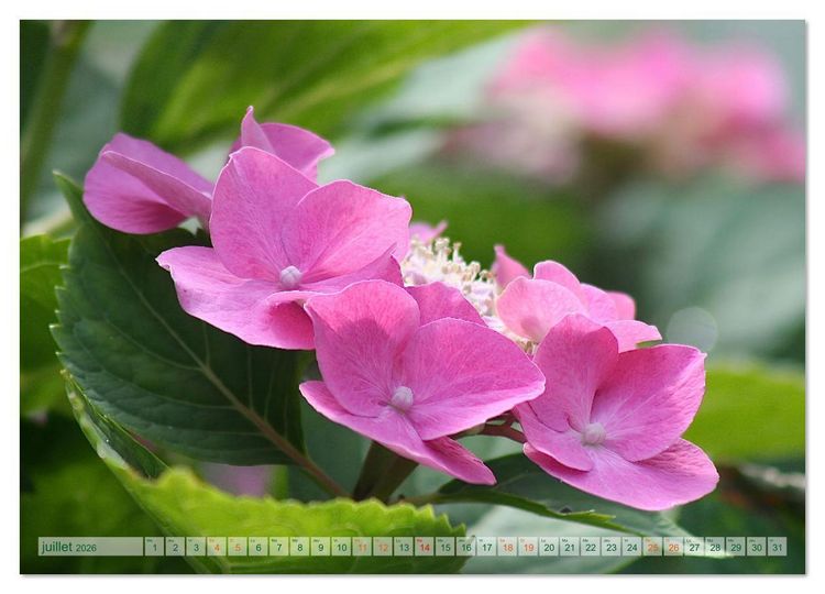 Produktbild: DES FLEURS ENCHANTERESSES (Calendrier mural 2026 DIN A2 vertical), CALVENDO calendrier mensuel
