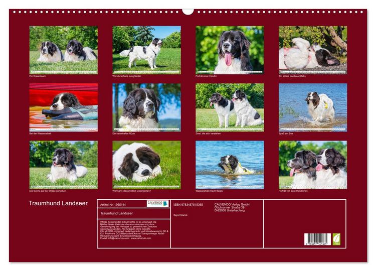 Produktbild: Traumhund Landseer (Wandkalender 2026 DIN A2 quer), CALVENDO Monatskalender