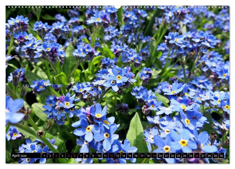 Produktbild: Kleine Blumen ganz gro&szlig; (hochwertiger Premium Wandkalender 2026 DIN A2 quer), Kunstdruck in Hochglanz