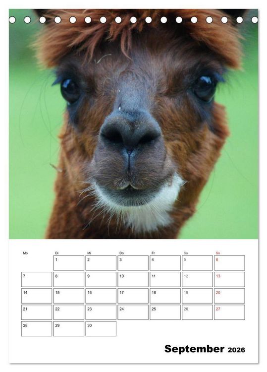 Produktbild: Alpaka und Lama Terminplaner (Tischkalender 2026 DIN A5 hoch), CALVENDO Monatskalender