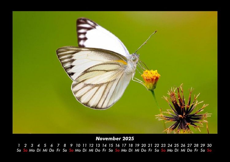 Produktbild: Bunte Pracht der Schmetterlinge 2025 Fotokalender DIN A3