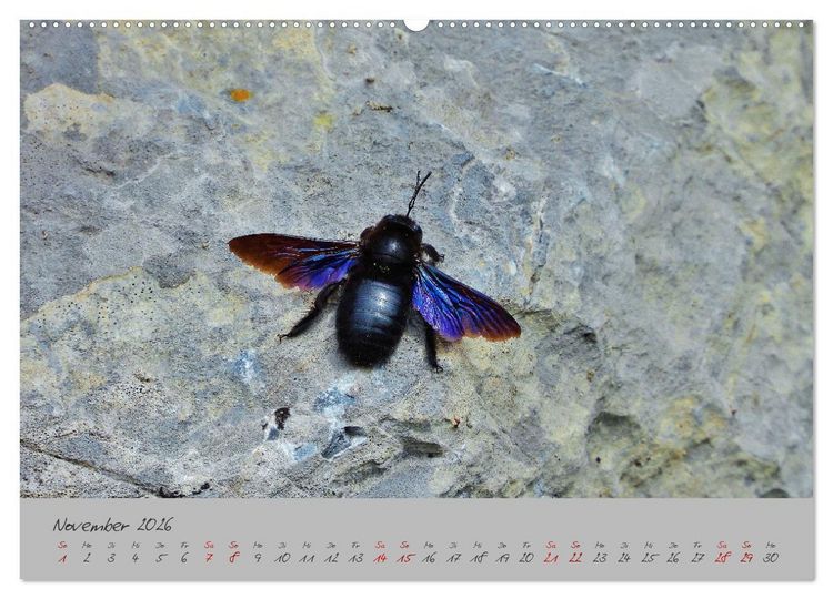 Produktbild: Wilde Toskana - von Ren&eacute; Schaack (hochwertiger Premium Wandkalender 2026 DIN A2 quer), Kunstdruck in Hochglanz