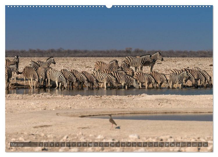 Produktbild: ETOSHA &ndash; Namibia Highlights (Wandkalender 2026 DIN A2 quer), CALVENDO Monatskalender