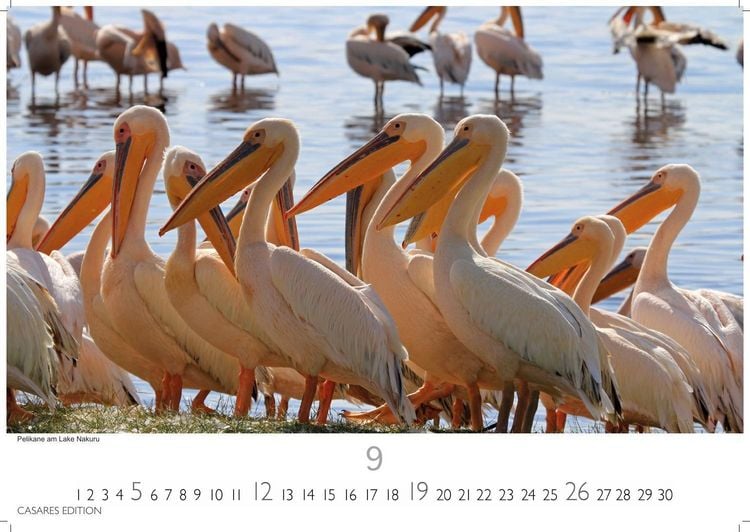 Produktbild: Kenia & Serengheti Kalender 2027 &ndash; Wandkalender | Fotokalender Afrika 35x50cm &ndash; Wundersch&ouml;ne Tierkalender- und Naturschutzfotos.