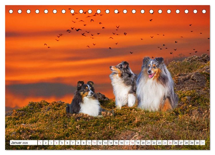 Produktbild: H&uuml;tehund der Shetland Inseln - Shetland Sheepdog (Tischkalender 2026 DIN A5 quer), CALVENDO Monatskalender