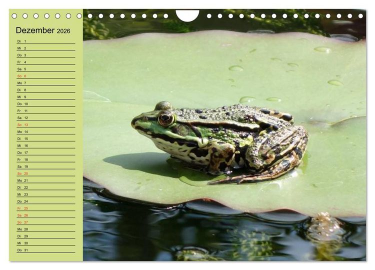 Produktbild: Frosch m&uuml;sste man sein! (Wandkalender 2026 DIN A4 quer), CALVENDO Monatskalender