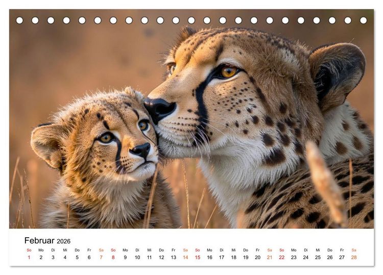 Produktbild: Geparden - Eleganz auf vier Pfoten (Tischkalender 2026 DIN A5 quer), CALVENDO Monatskalender