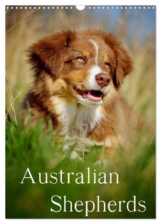 Produktbild: Australian Shepherds (Wandkalender 2026 DIN A3 hoch), CALVENDO Monatskalender