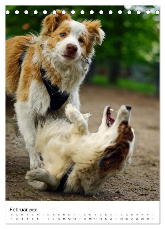 Produktbild: Hundefreunde (Tischkalender 2026 DIN A5 hoch), CALVENDO Monatskalender