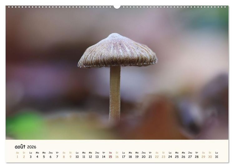 Produktbild: Champignons magiques (Calendrier mural 2026 DIN A2 vertical), CALVENDO calendrier mensuel