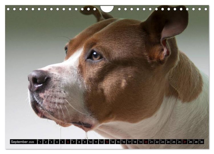 Produktbild: Pit Bull und Co. - Geliebt, gef&uuml;rchtet, missverstanden (Wandkalender 2026 DIN A4 quer), CALVENDO Monatskalender
