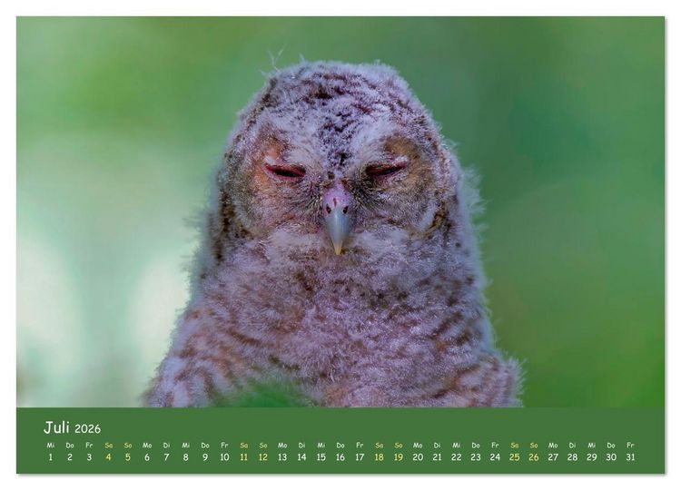 Produktbild: geliebte Waldgeister (hochwertiger Premium Wandkalender 2026 DIN A2 quer), Kunstdruck in Hochglanz