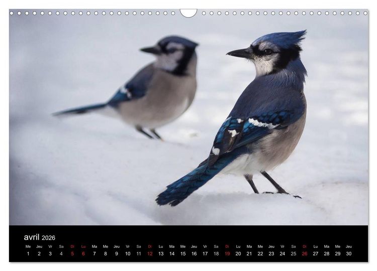 Produktbild: Saint-Pierre et Miquelon &agrave; l'&eacute;tat sauvage (Calendrier mural 2026 DIN A3 vertical), CALVENDO calendrier mensuel