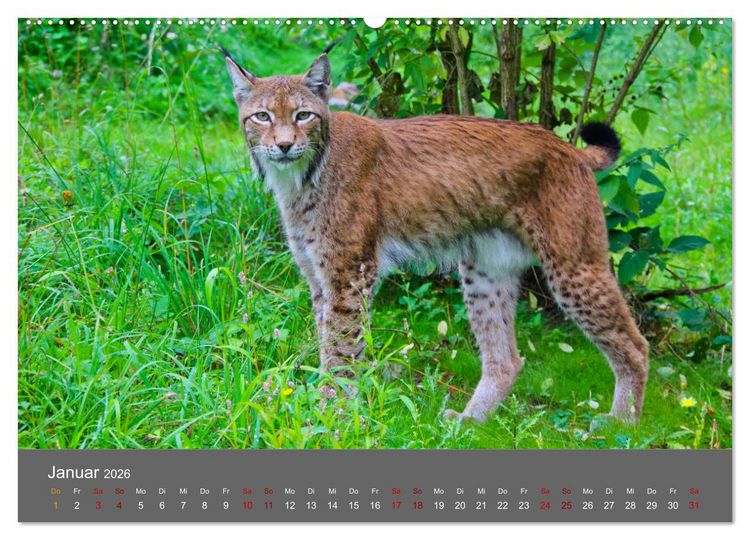 Produktbild: Der Luchs - Hochbeinig, Pinselohren, Backenbart (hochwertiger Premium Wandkalender 2026 DIN A2 quer), Kunstdruck in Hochglanz