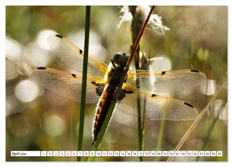 Produktbild: Impressionen aus dem Moor (Tischkalender 2026 DIN A5 quer), CALVENDO Monatskalender
