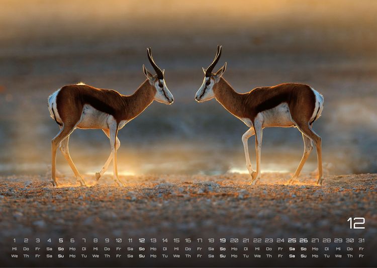 Produktbild: Afrikas Tierwelt - Der Tierkalender - 2027 - Kalender DIN A3