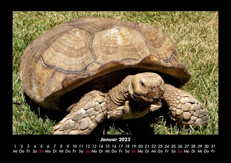 Produktbild: Schildkr&ouml;tenzauber 2025 Fotokalender DIN A3