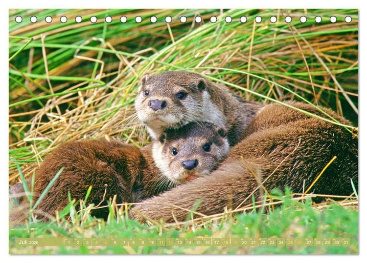 Produktbild: Wald-Kindergarten: Tierkinder im Wald (Tischkalender 2026 DIN A5 quer), CALVENDO Monatskalender