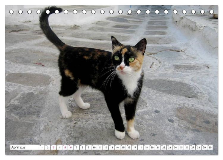 Produktbild: Katzen der Kykladen (Tischkalender 2026 DIN A5 quer), CALVENDO Monatskalender