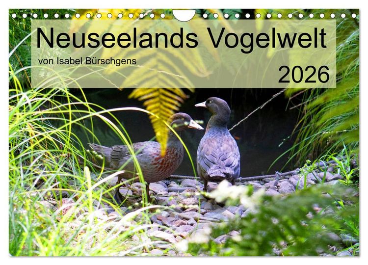 Produktbild: Neuseelands Vogelwelt (Wandkalender 2026 DIN A4 quer), CALVENDO Monatskalender