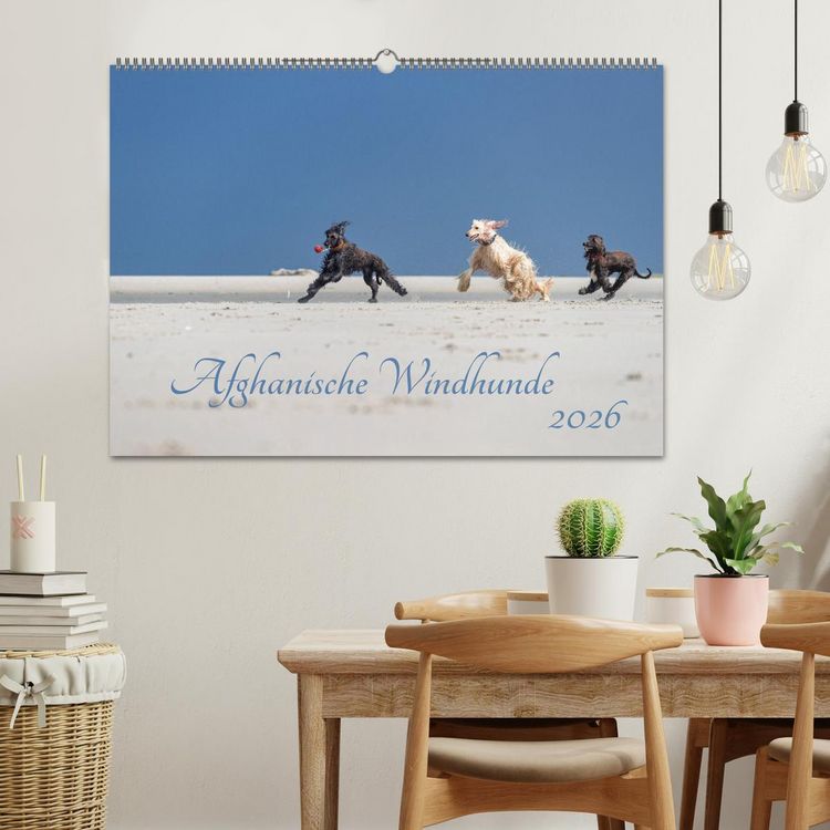 Produktbild: AFGHANISCHE WINDHUNDE 2026 (Wandkalender 2026 DIN A2 quer), CALVENDO Monatskalender