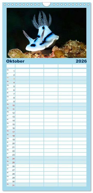 Produktbild: Familienplaner 2026 - Meeres-Schnecken mit 5 Spalten (Wandkalender, 21 x 45 cm) CALVENDO