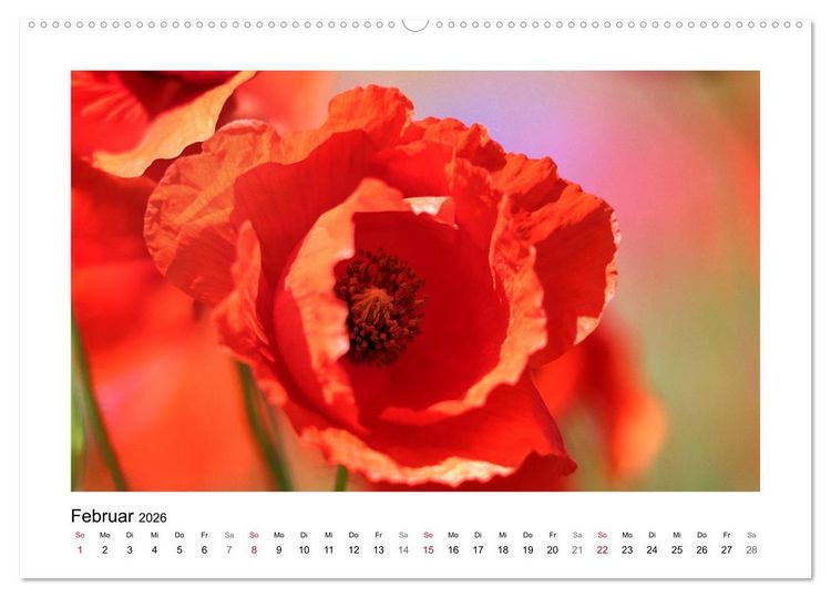Produktbild: Mohn, zarte Bl&uuml;ten, starke Farben (hochwertiger Premium Wandkalender 2026 DIN A2 quer), Kunstdruck in Hochglanz