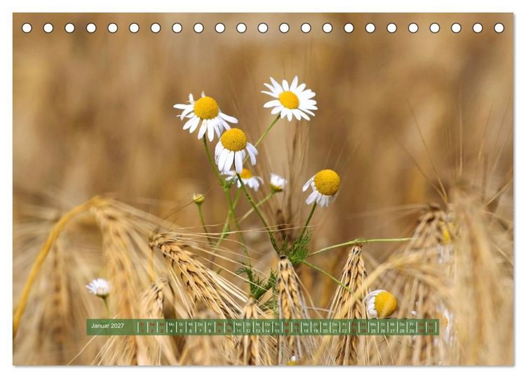 Produktbild: Feldansichten (Tischkalender 2027 DIN A5 quer), CALVENDO Monatskalender