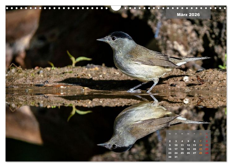 Produktbild: SINGV&Ouml;GEL - Die pr&auml;chtigen S&auml;nger in sch&ouml;nem Ambiente (Wandkalender 2026 DIN A3 quer), CALVENDO Monatskalender