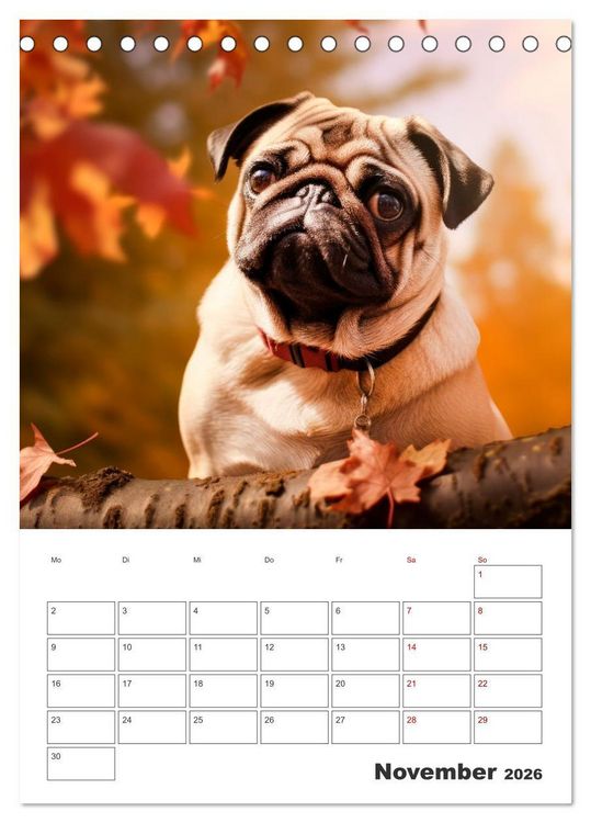 Produktbild: MOPS Pfotengl&uuml;ck in Faltenform (Tischkalender 2026 DIN A5 hoch), CALVENDO Monatskalender