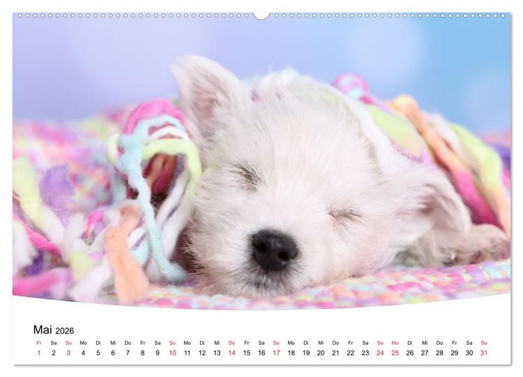Produktbild: S&uuml;&szlig;e Tr&auml;ume 2026 - schlafende Hundewelpen (hochwertiger Premium Wandkalender 2026 DIN A2 quer), Kunstdruck in Hochglanz