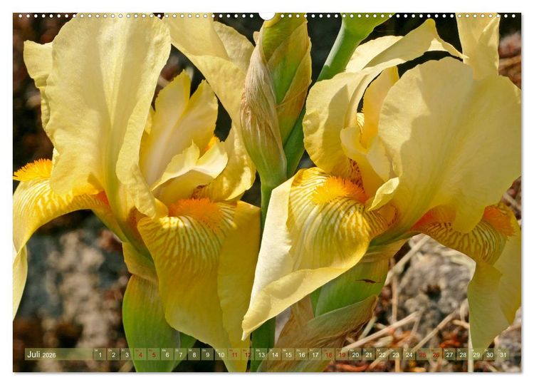 Produktbild: Iris - mond&auml;ne Gartensch&ouml;nheit (hochwertiger Premium Wandkalender 2026 DIN A2 quer), Kunstdruck in Hochglanz