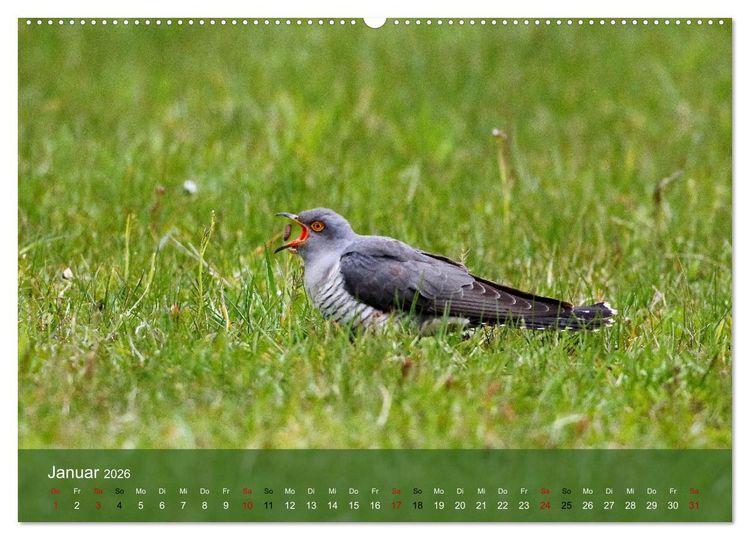 Produktbild: Kuckuck,Kuckuck,rufts aus dem Wald (Wandkalender 2026 DIN A2 quer), CALVENDO Monatskalender