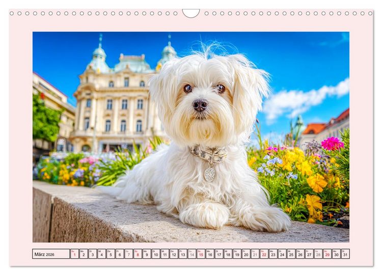 Produktbild: Bezaubernde Malteser. Fr&ouml;hliche Zuckerschnuten f&uuml;r Herz und Seele (Wandkalender 2026 DIN A3 quer), CALVENDO Monatskalender