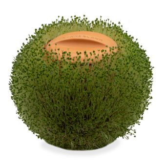 Produktbild: Terracotta Round Planter
