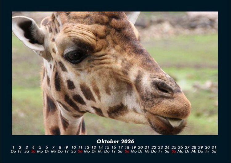 Produktbild: Giraffen 2026 Fotokalender DIN A4