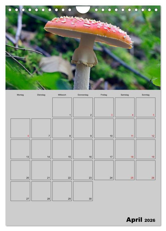 Produktbild: Quer durch die Pilze (Wandkalender 2026 DIN A4 hoch), CALVENDO Monatskalender