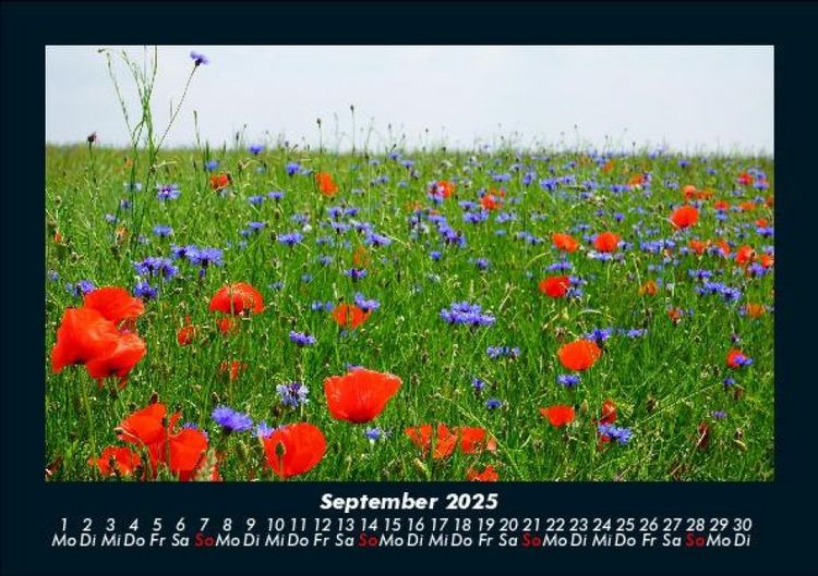 Produktbild: Pflanzen und Bl&uuml;ten 2025 Fotokalender DIN A5