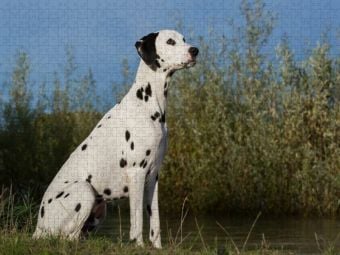Produktbild: CALVENDO Puzzle Dalmatiner am Wasser | 1000 Teile Lege-Gr&ouml;&szlig;e 64x48cm Foto-Puzzle f&uuml;r gl&uuml;ckliche Stunden
