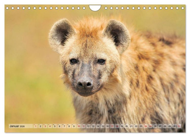 Produktbild: Faszination Afrika: T&uuml;pfel-Hy&auml;nen (Wandkalender 2026 DIN A4 quer), CALVENDO Monatskalender