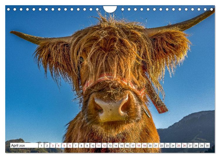Produktbild: Kuhle Typen (Wandkalender 2026 DIN A4 quer), CALVENDO Monatskalender