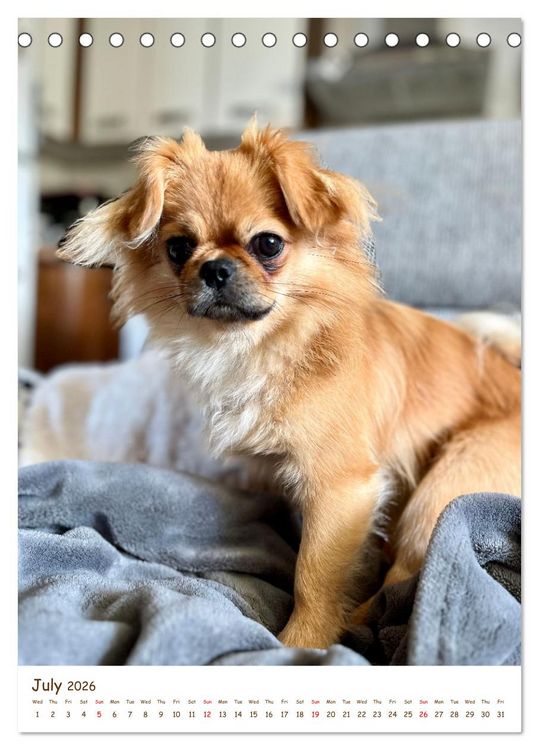 Produktbild: Sassy, fluffy, fabulous &ndash; A year of Pekingese charm (Desk Calendar 2026 DIN A5 portrait), CALVENDO 12 Month DeskCalendar