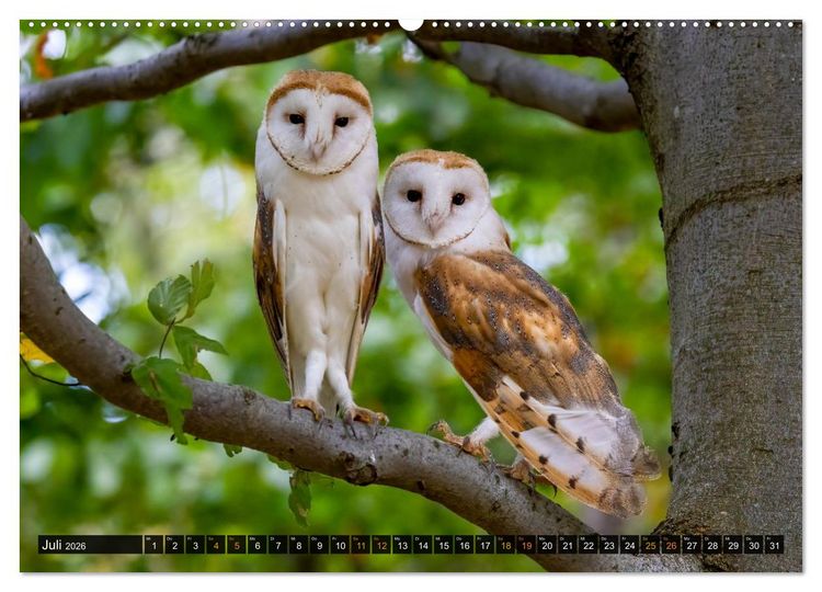 Produktbild: Eulen - Fl&uuml;gel der Nacht (hochwertiger Premium Wandkalender 2026 DIN A2 quer), Kunstdruck in Hochglanz