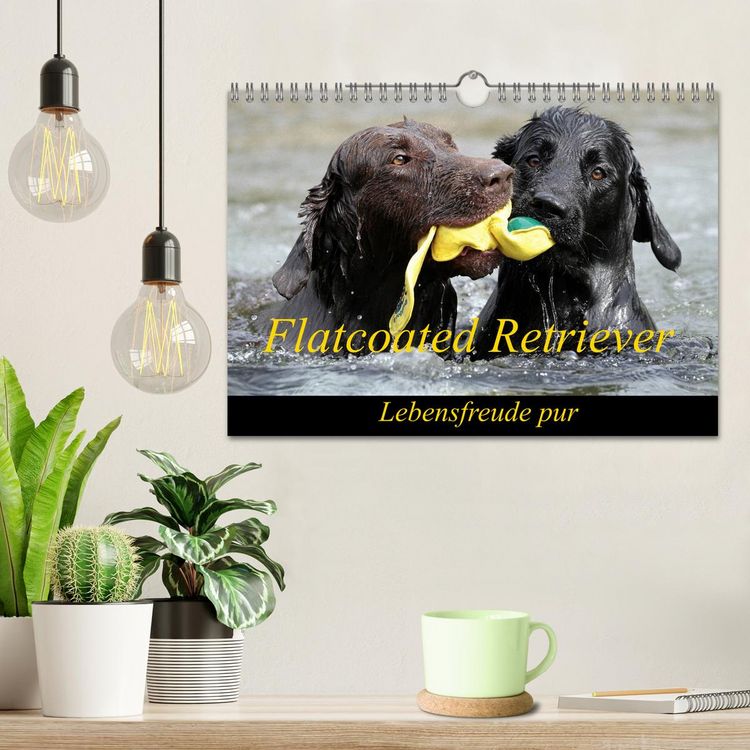 Produktbild: Flatcoated Retriever (Wandkalender 2026 DIN A4 quer), CALVENDO Monatskalender