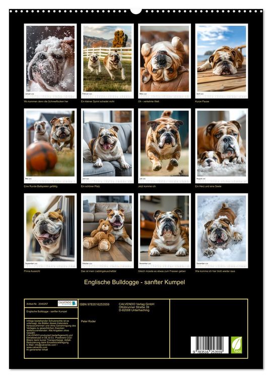 Produktbild: Englische Bulldogge - sanfter Kumpel (hochwertiger Premium Wandkalender 2026 DIN A2 hoch), Kunstdruck in Hochglanz